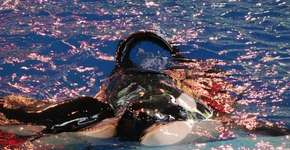 Ex-treinadores revelam que baleias eram drogadas no SeaWorld
