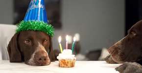 Descubra como calcular corretamente a idade do seu cão