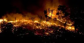 Marcas como Timberland e Kipling suspendem compra de couro brasileiro