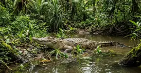 Oitenta crocodilos-das-montanhas, os mais altos do mundo, foram soltos na Área de Conservação de Siem Pang para restaurar o ecossistema