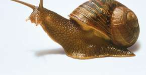 Foto: (Imagem sem texto alternativo disponivel ID [1740581])