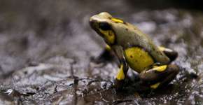 Mudanças climáticas ameaçam extinguir 1 em 6 espécies