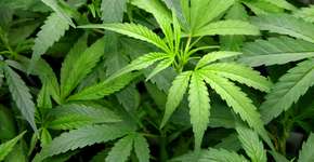 Foto: (Imagem sem texto alternativo disponivel ID [923963])