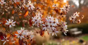 Árvore que muda de cor todo ano transforma jardins com flores, frutos e folhas douradas