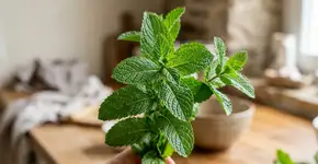 Qual é a diferença entre hortelã e hortelã-pimenta? Muitas pessoas sempre entenderam errado