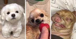 Como seria o cachorro de cada signo do zodíaco