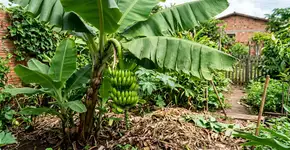 O que sua bananeira precisa em abril para prosperar e produzir cachos abundantes e saborosos