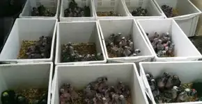 200 filhotes de papagaios-verdadeiros são resgatados do tráfico