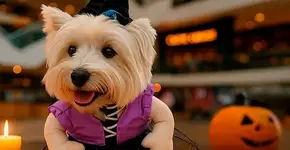 Halloween com desfile pet e caça aos doces no ABC Paulista