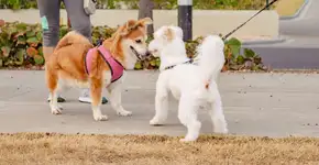 Seu cachorro é tímido? Veja 7 dicas para torná-lo mais sociável 