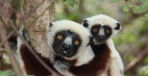 Centro de estudos disponibiliza imagens e detalhes da vida de primatas ameaçados de extinção