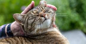 Ciência desvenda truque simples de comunicação com os gatos