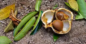 5 benefícios da planta andiroba para a saúde