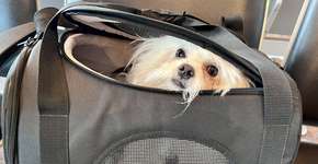 Veja três dicas para levar seu pet no avião neste Carnaval