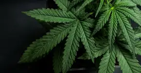 Pacientes recebem aval da Justiça para cultivar maconha