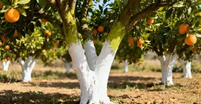 Foto: (Imagem sem texto alternativo disponivel ID [2668626])