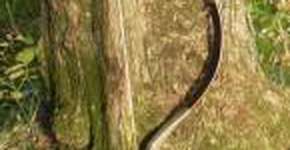 Oficina ensina o uso do Arco e flecha