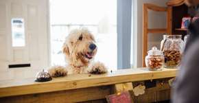 Site de hospedagem busca pet para ser ‘crítico’ de hotéis