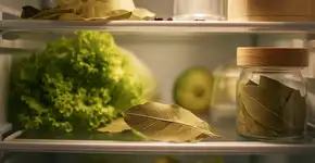 Especiaria da cozinha vira solução natural contra bactérias e odores na geladeira