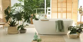 A planta que purifica o ar, quase não dá trabalho e cresce até dentro do banheiro