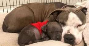 Cadela grávida perde filhotes e adota cãozinho órfão