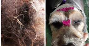 Projeto usa reciclagem para ajudar animais abandonados