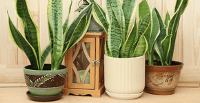 Espada-de-são-jorge: 5 motivos para cultivar a planta que afasta o mau-olhado