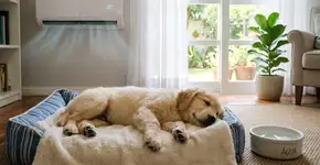 Você deve deixar o ar condicionado ligado para seus animais de estimação?