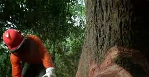 Foto: (Imagem sem texto alternativo disponivel ID [1839430])