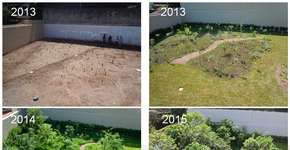 Botânico resgata Mata Atlântica com “florestas de bolso”