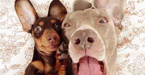 Foto: (Imagem sem texto alternativo disponivel ID [556763])