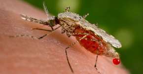 Foto: (Imagem sem texto alternativo disponivel ID [1834815])