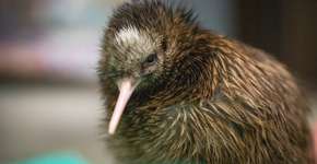 ‘Lockdown’ faz reaparecer pássaros incomuns na Nova Zelândia