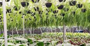 Passeio mostra como são cultivadas as flores em Holambra