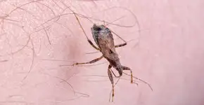 Doença de Chagas é a principal endemia parasitária da América Latina