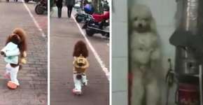 Saiba a maldade por trás dos vídeo de cães que andam como humanos