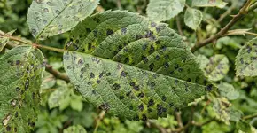 Foto: (Imagem sem texto alternativo disponivel ID [2775513])