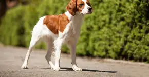 4 características do cachorro da raça spaniel bretão 