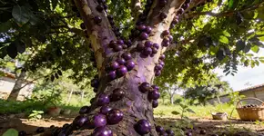 Foto: (Imagem sem texto alternativo disponivel ID [2703591])