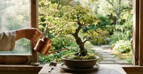 Na Tailândia, para o bonsai durar anos: o macete não é o adubo, mas nunca molhar o tronco durante o sol do meio dia