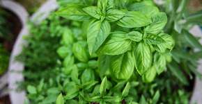 Programa dá adubo a quem usar ecoponto