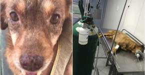 Abrigo de animais é invadido e cachorros são espancados em Maceió