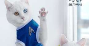 Conheça os gatos gêmeos mais bonitos do mundo