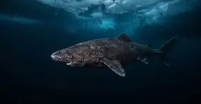 Uma câmera subaquática registrou um tubarão no Oceano Antártico pela que deve ser a primeira vez, e o avistamento imprevisto está forçando especialistas a redesenhar uma fronteira gelada