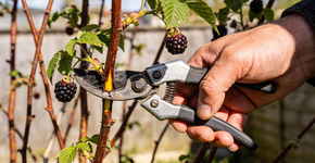 Foto: (Imagem sem texto alternativo disponivel ID [2720462])