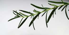 Erva relacionada à saúde mental e proteção contra Alzheimer