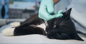 Cerca de 300 mil gatos morreram de coronavírus felino no Chipre