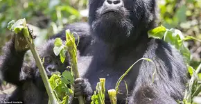 Foto: (© Roland Hoskins)