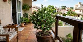 A frutífera que atrai beija flores para perto da sua rede e não tem raízes agressivas que levantam o piso de cerâmica ou a calçada