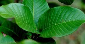 Goiabeira, a amiga íntima das mulheres